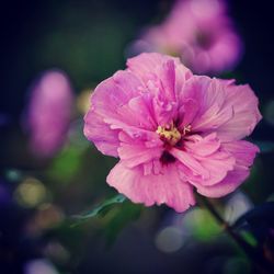 Close-up of pink flowering plant