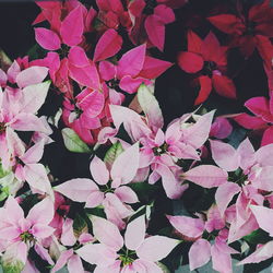 Close-up of pink flowers blooming outdoors