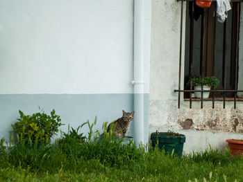 View of a cat looking away