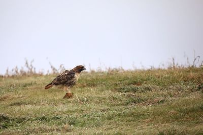 Side view of a bird on field