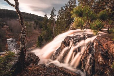 Scenic view of waterfall in forest