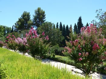 Pink flowers blooming on tree