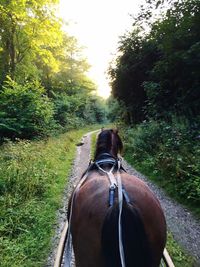 Rear view of horse on road amidst field