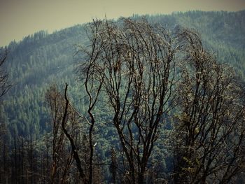 Bare trees against sky