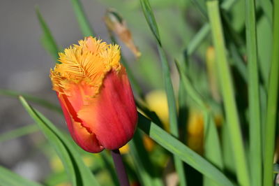 Close-up of red flower