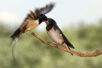 Close-up of bird perching on wall