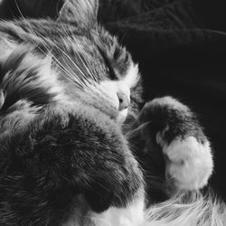 Close-up of kitten sleeping