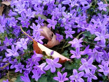 Close-up of purple flowers blooming outdoors