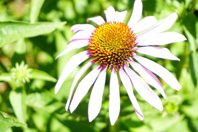 Close-up of flower blooming outdoors