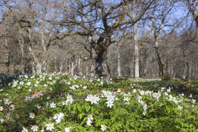 View of flowers and trees