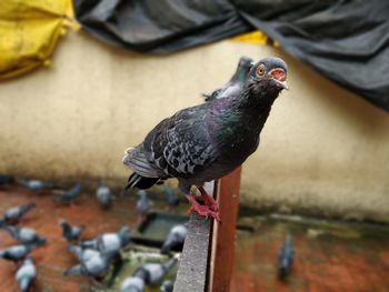 Close-up of pigeon perching on wall