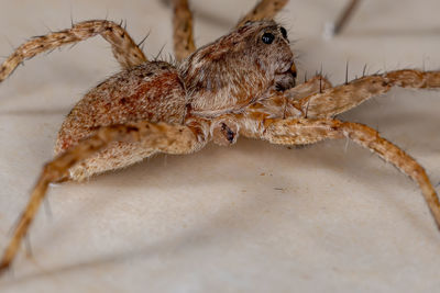 Close-up of insect on table