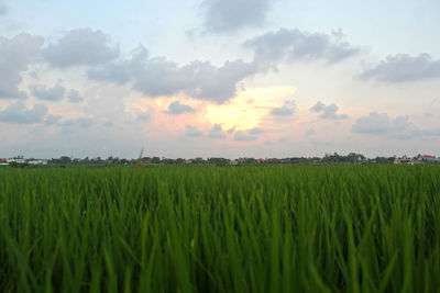 Scenic view of agricultural field against sky