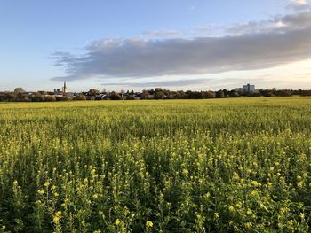 Scenic view of field against sky