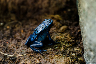 Close-up of blue frog on land