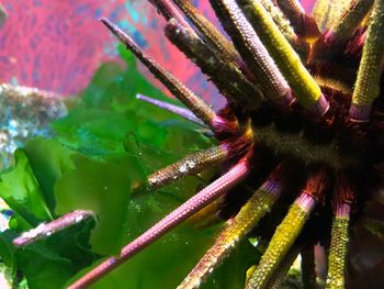 Full frame shot of water on plant