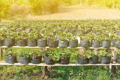 Plants growing in farm