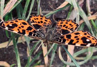 Close-up of butterfly on flower