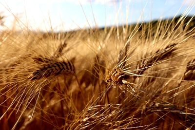 Close-up of stalks in field