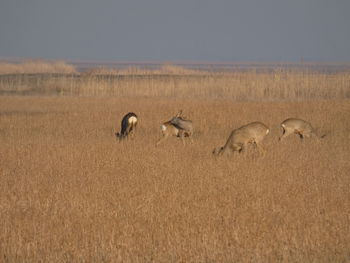 Flock of sheep in a field