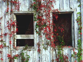 Close-up of red door