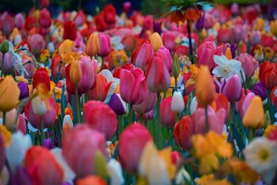 Close-up of tulips