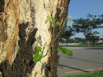 Close-up of tree trunk against sky