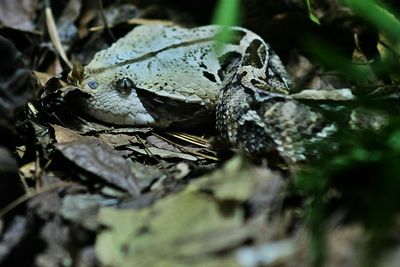 Close-up of lizard