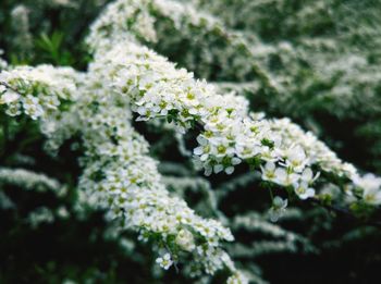 Close-up of white flowering plant