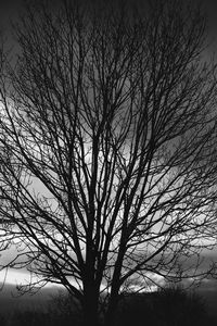Low angle view of silhouette bare tree against sky