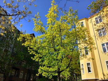 Low angle view of trees against clear sky