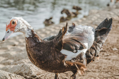 Close-up of duck