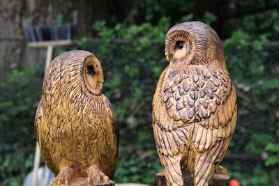 Barn owls staring