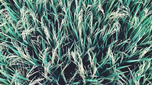 Full frame shot of crops on field