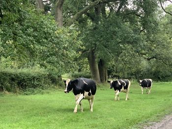 Cows standing in a field