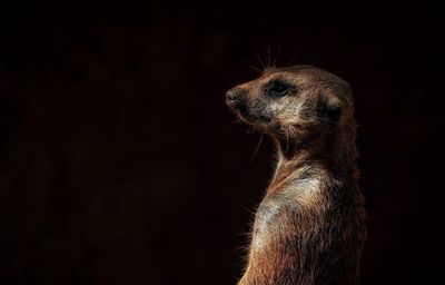 Close-up of an animal looking away against black background