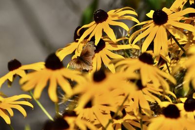 Close-up of yellow flowering plant