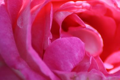 Close-up of pink rose