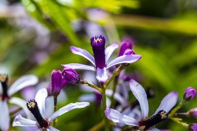 Close-up of purple flowering plant