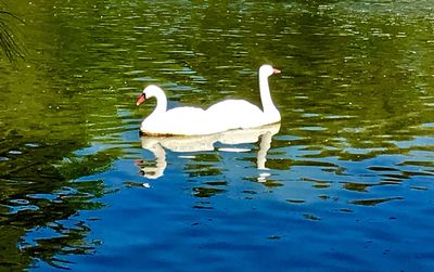 Swans swimming in lake