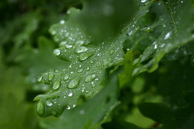 Close-up of wet plant leaves during rainy season