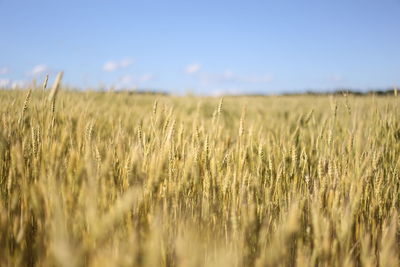 Scenic view of wheat field against sky