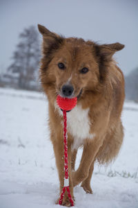 Portrait of dog with ball on snow field