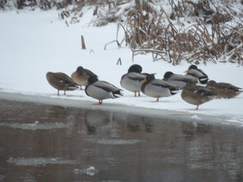 Flock of birds in snow