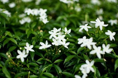 Close-up of white flowers blooming outdoors