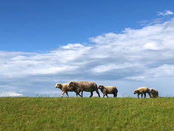 View of sheep on field against sky