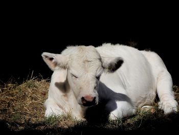 Portrait of cow on field