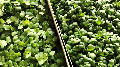 High angle view of vegetables in container