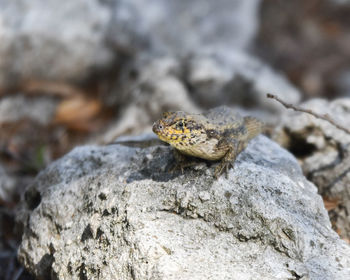 Close-up of lizard on rock