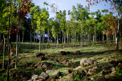 View of trees in forest